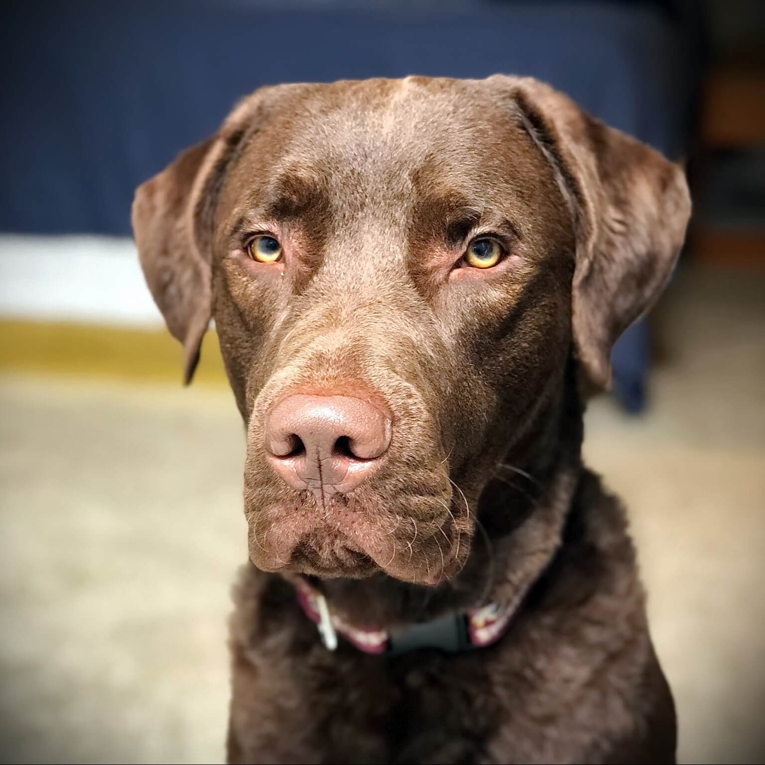 Portrait of Moses